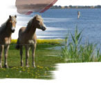 Physiotherapie, Ergotherapie und Wellness w�hrend Ihres Urlaubes auf der Insel Ummanz - Insel R�gen. Sie haben im normalen Alltag zu wenig Zeit oder Sie m�chte einen begonnene Behandlung im Urlaub nicht unterbrechen, dann buchen Sie unsere Ferienwohnung und nehmen unsere Leistungen der Physiotherapie und Ergotherapie in Anspruch. Privat oder auch auf Kassenrezept.